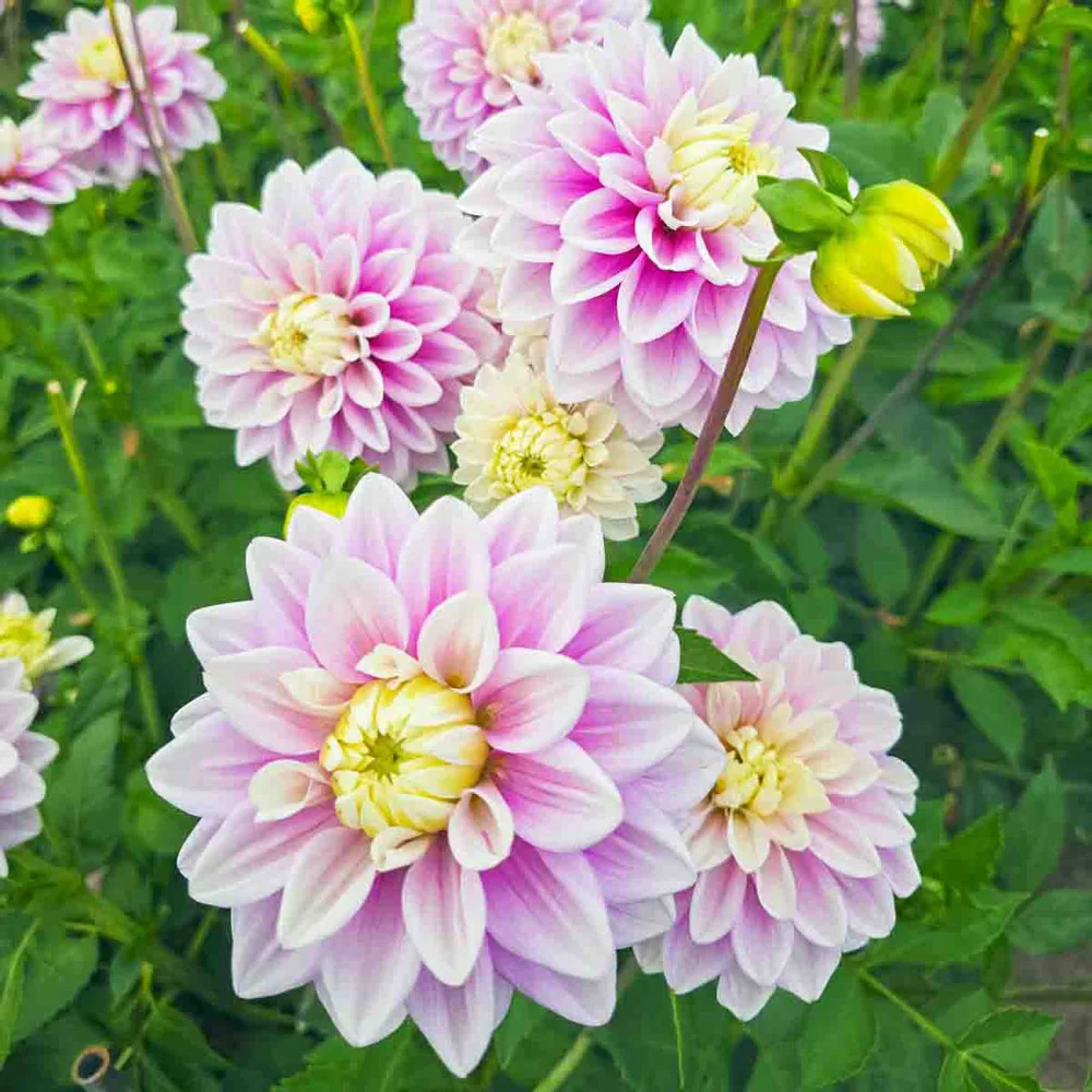 Decorative Dahlia Sweet Lucille - Image 5