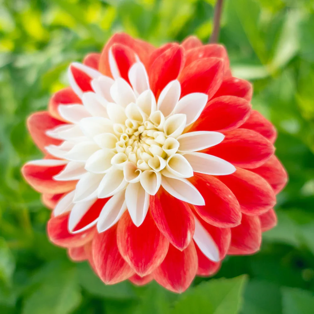 Decorative Dahlia Tangerine Sorbet