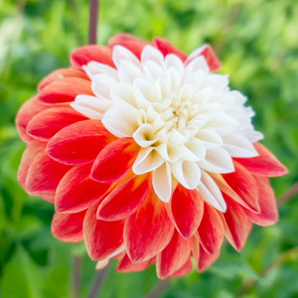 Decorative Dahlia Tangerine Sorbet - Image 2
