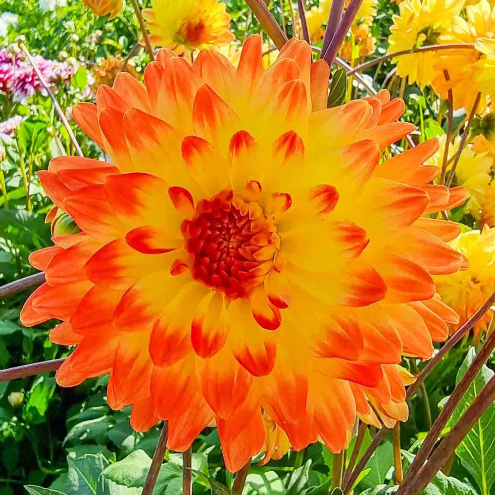 Decorative Dahlia Vectra - Image 3