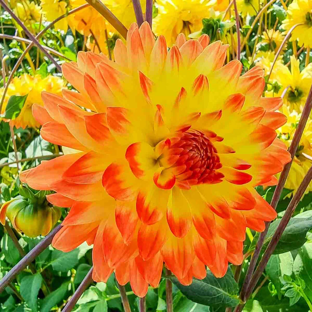 Decorative Dahlia Vectra - Image 4
