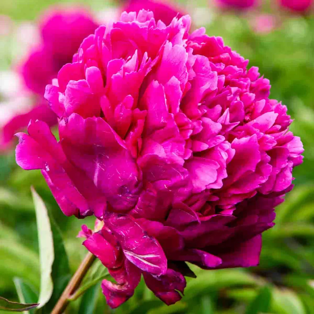 Double Peony Deep Pink - Image 2