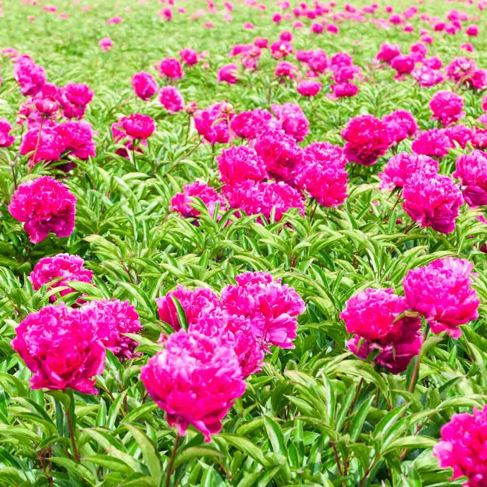 Double Peony Deep Pink - Image 3