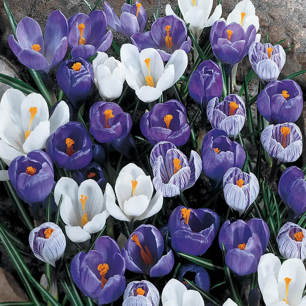 Delft Blue Giant Crocus Mix