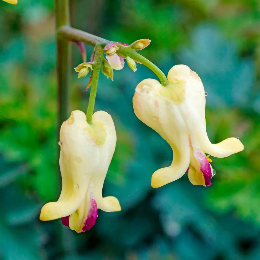 Dicentra Love Hearts® - Image 3
