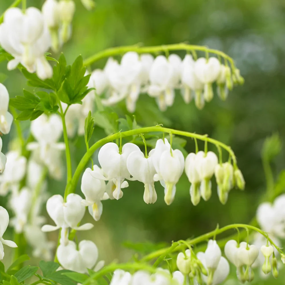 Dicentra spectabilis Alba - Image 2