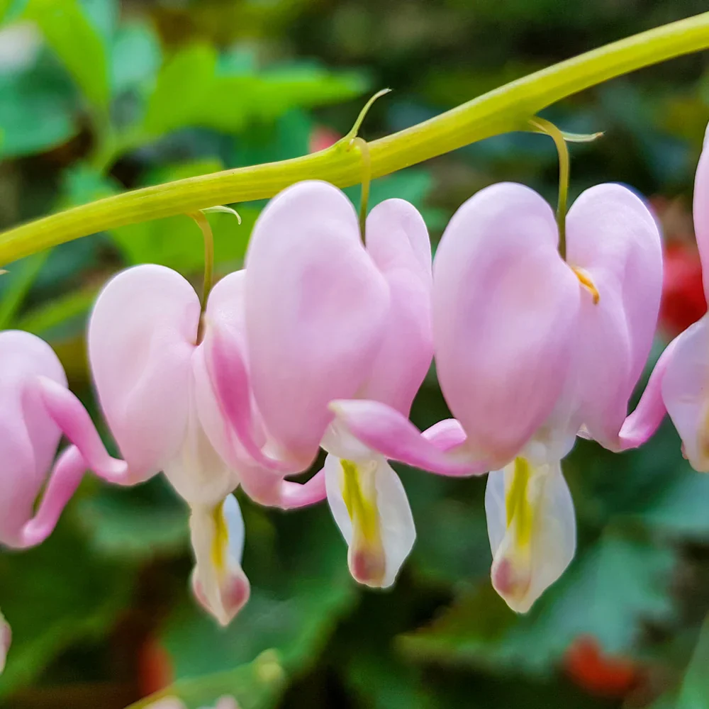 Dicentra spectabilis 'Cupid'