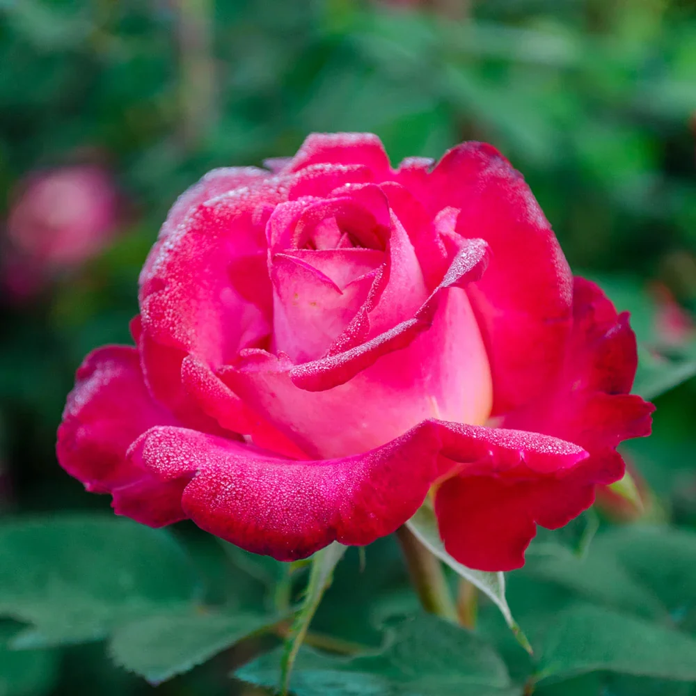 Dick Clark Grandiflora Rose