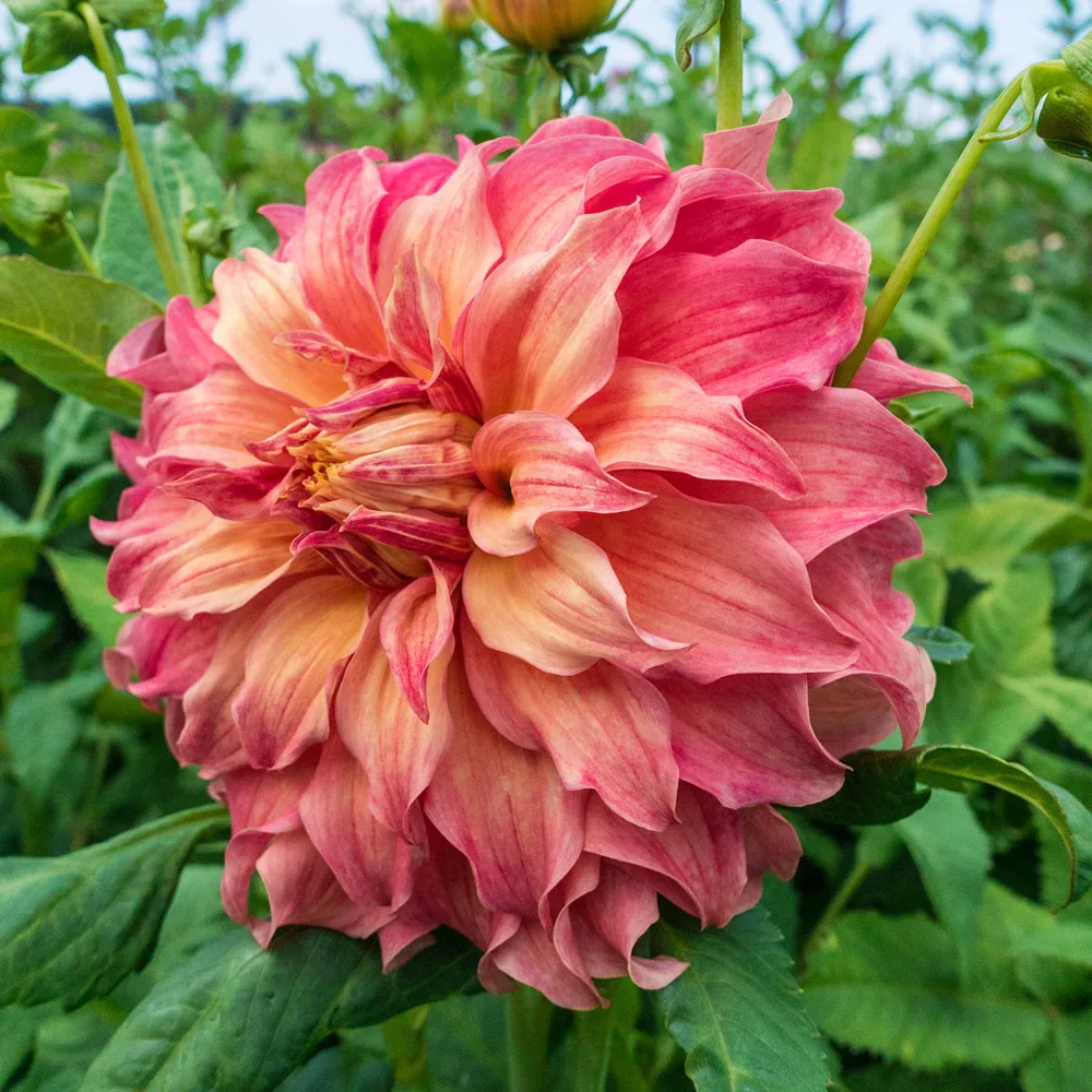 Giant Dinnerplate Dahlia Belle of Barmera