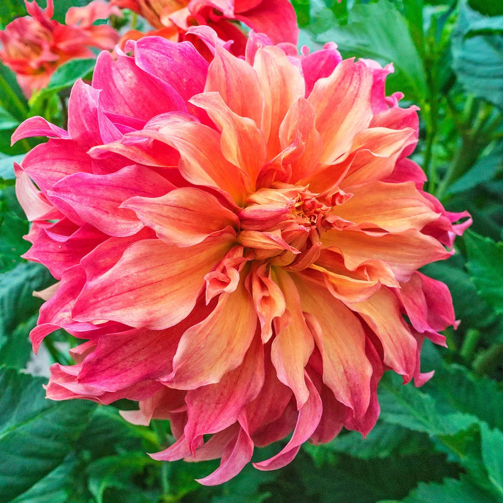 Giant Dinnerplate Dahlia Belle of Barmera - Image 2