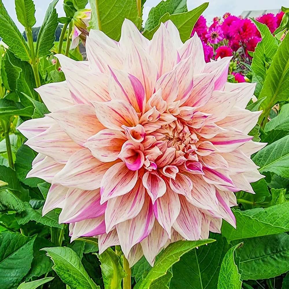 Dinnerplate Dahlia Café au Lait Twist