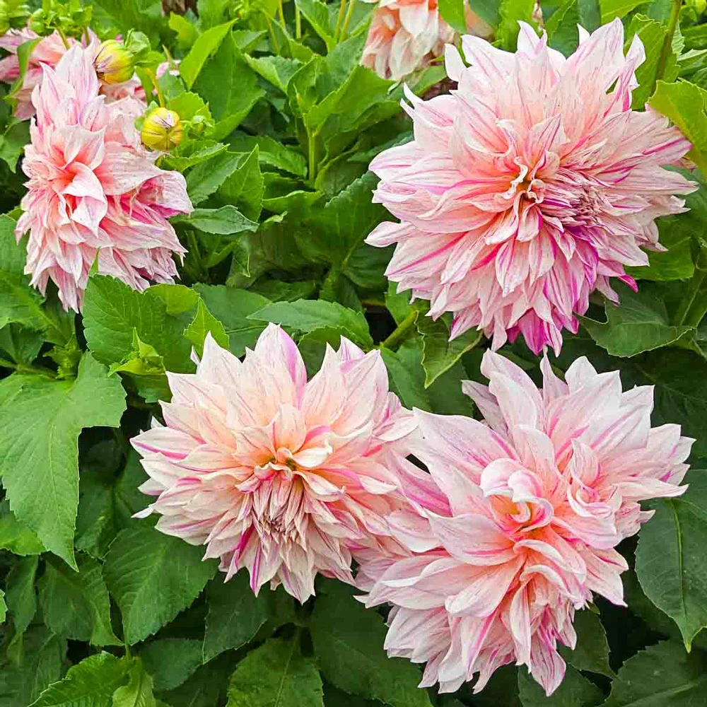 Dinnerplate Dahlia Café au Lait Twist - Image 3