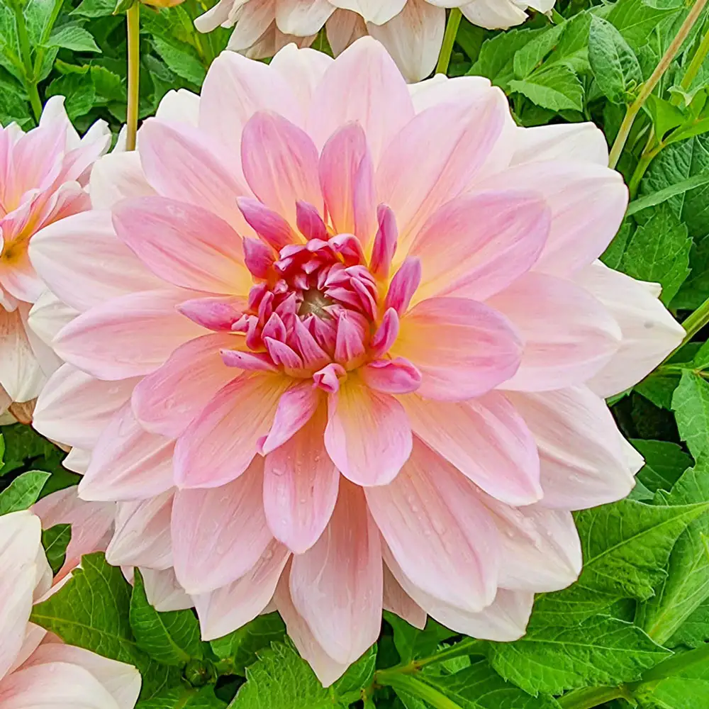 Dinnerplate Dahlia Fairway Pilot