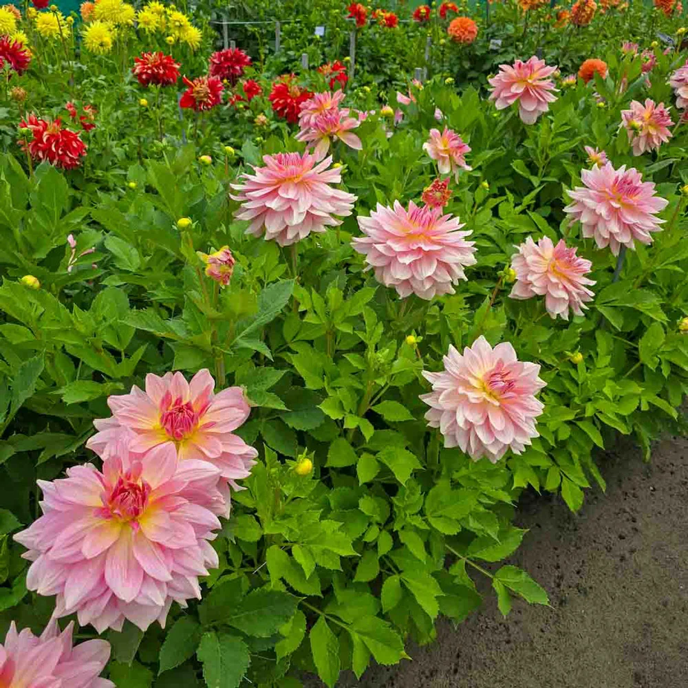 Dinnerplate Dahlia Fairway Pilot - Image 6
