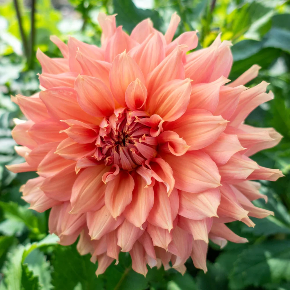 Dinnerplate Dahlia Fairway Spur