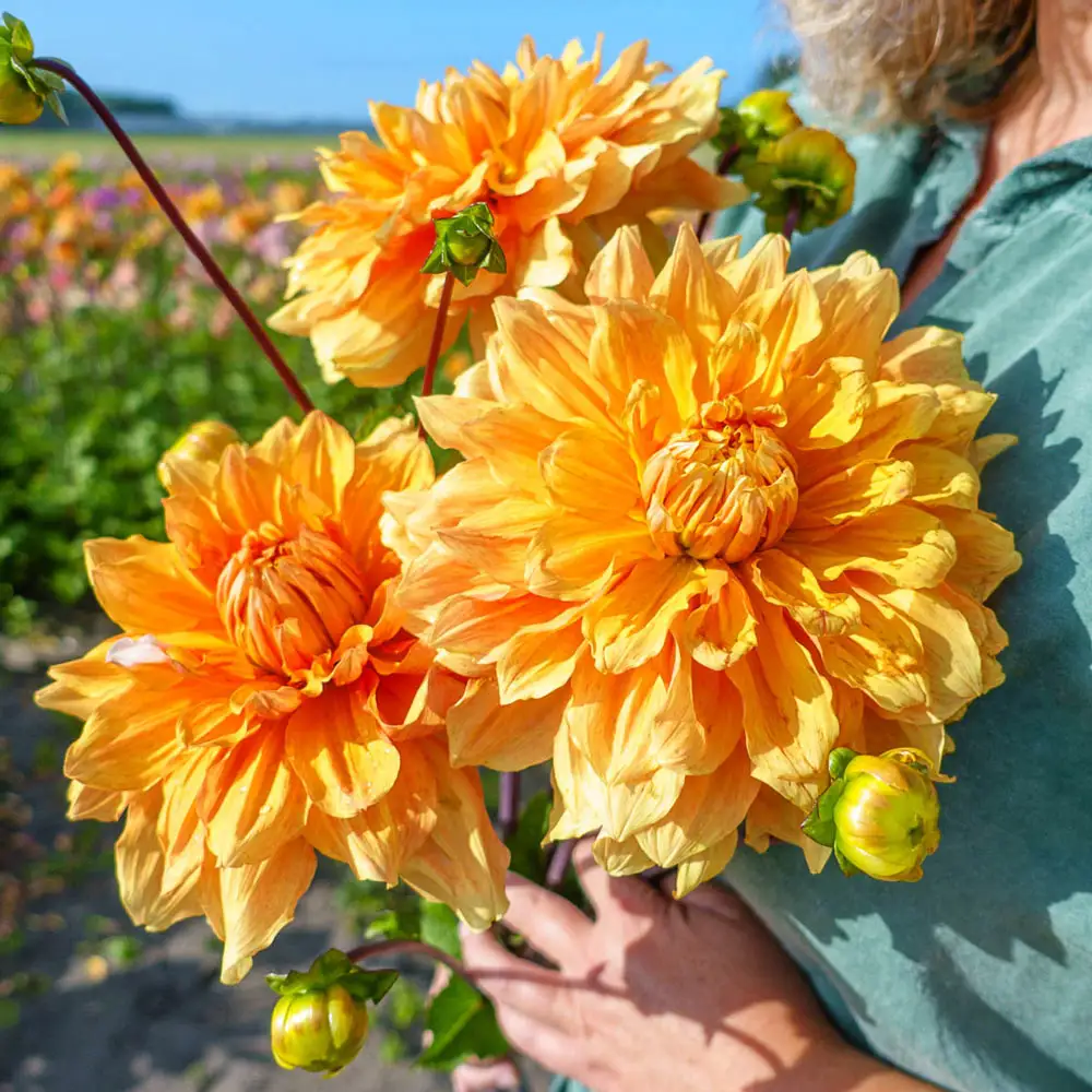 Dinnerplate Dahlia Great Hercules - Image 2