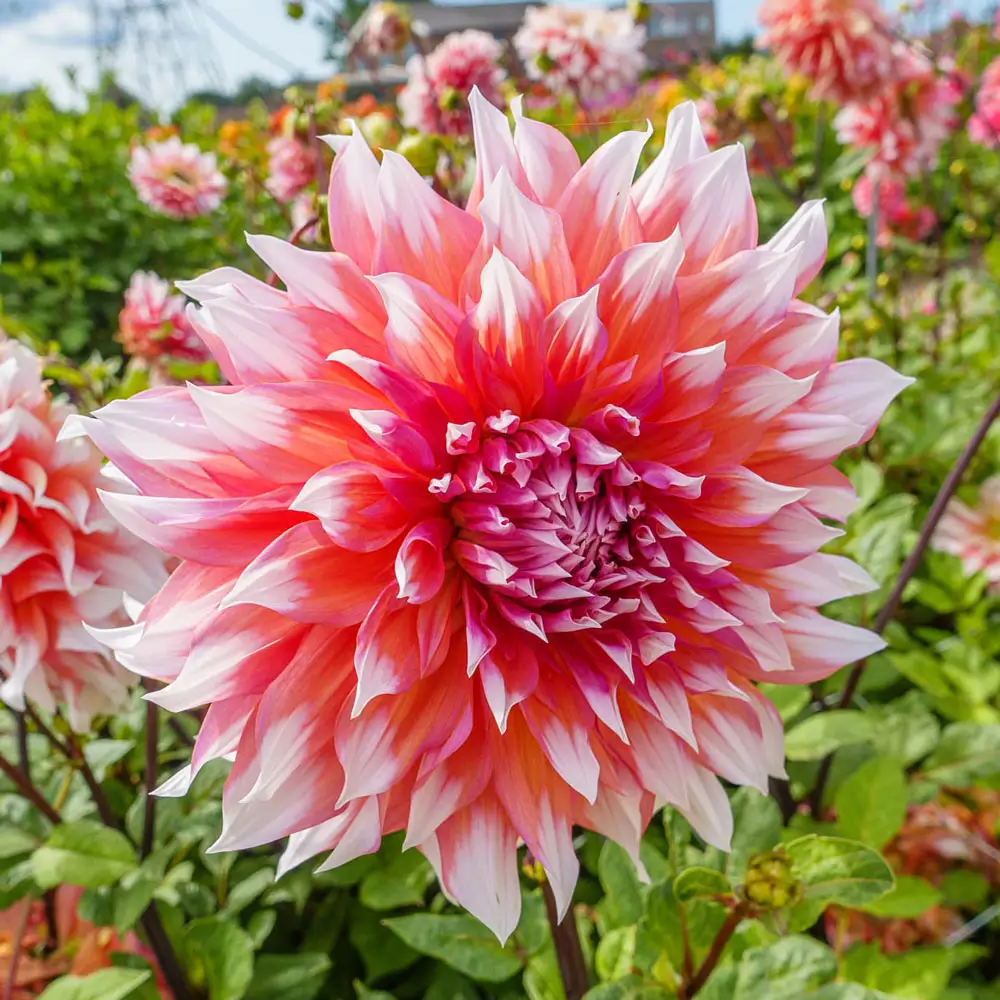 Dinnerplate Dahlia Holland Festival