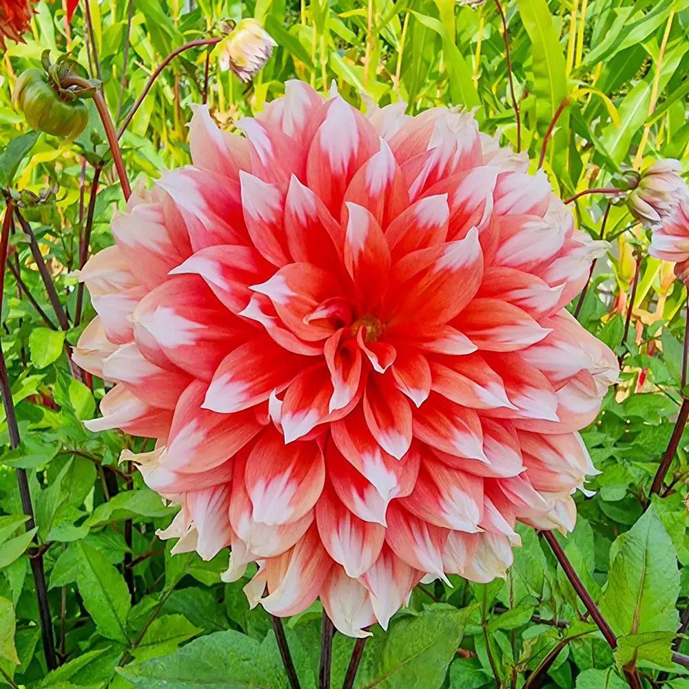 Dinnerplate Dahlia Holland Festival - Image 2