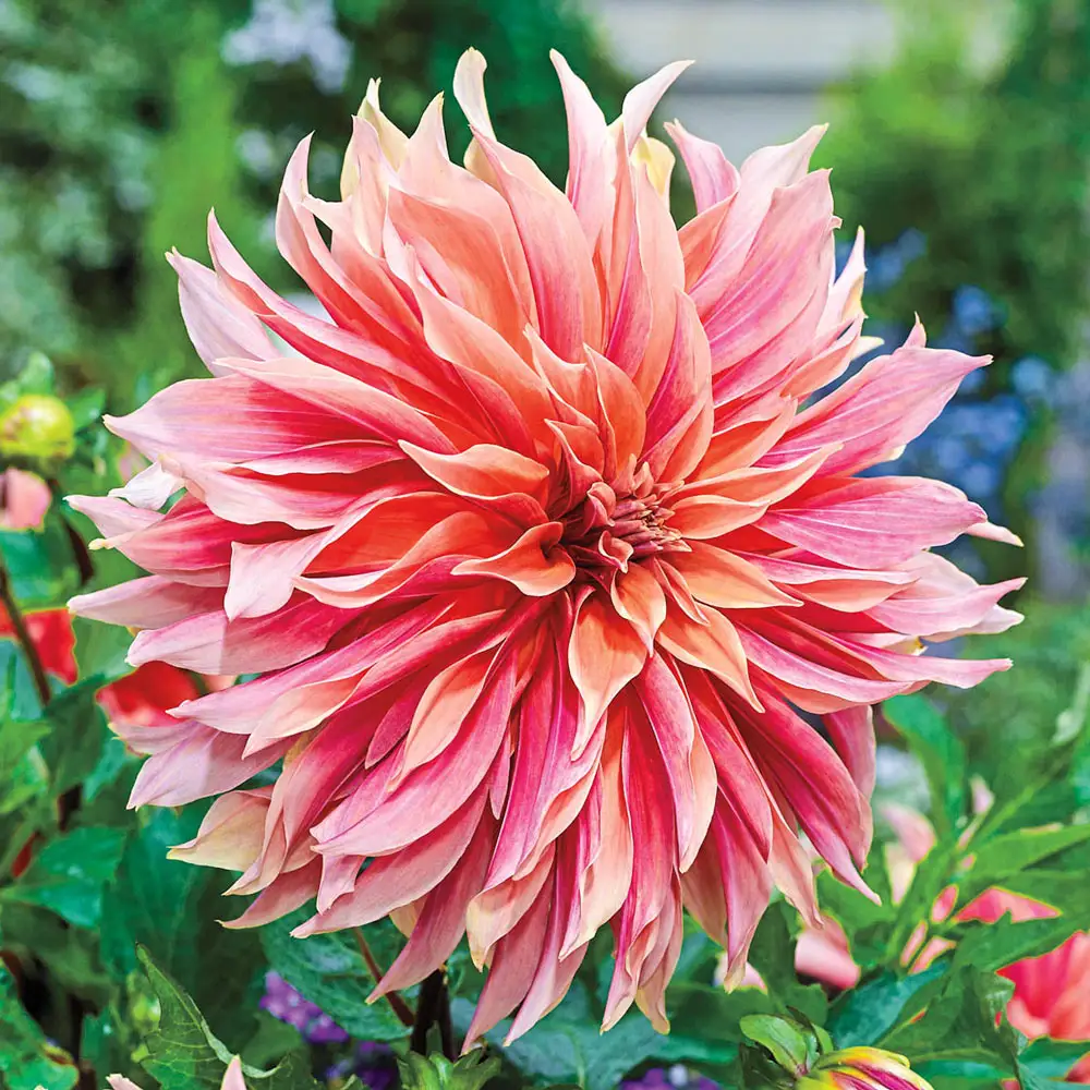 Dinnerplate Dahlia Labyrinth - Image 2
