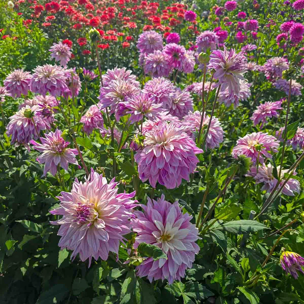 Dinnerplate Dahlia Labyrinth Twotone - Image 2