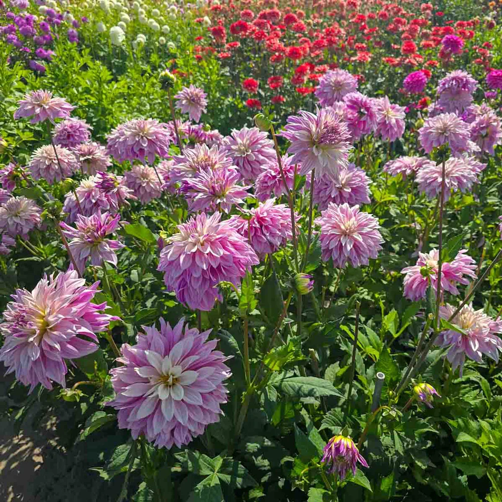 Dinnerplate Dahlia Labyrinth Twotone - Image 3