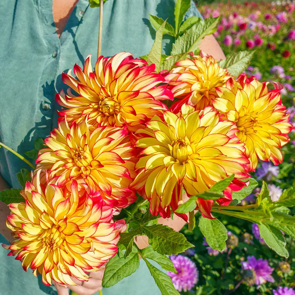 Dinnerplate Dahlia Lady Darlene - Image 2