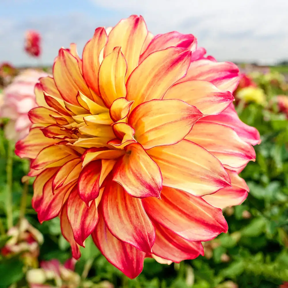 Dinnerplate Dahlia Lady Darlene - Image 3