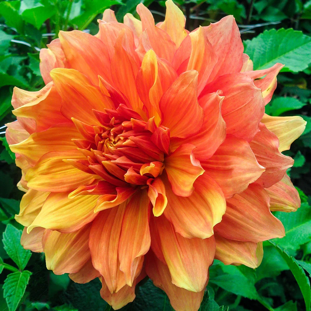 Giant Dinnerplate Dahlia Mango Madness - Image 2