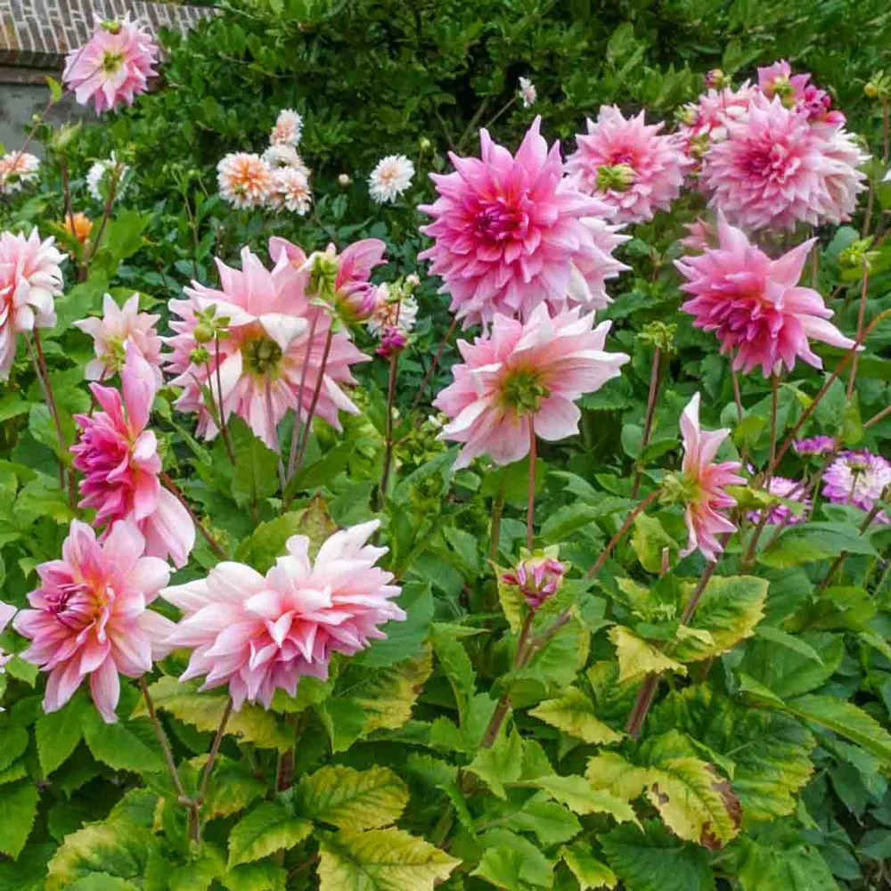 Giant Dinnerplate Dahlia Otto's Thrill - Image 2