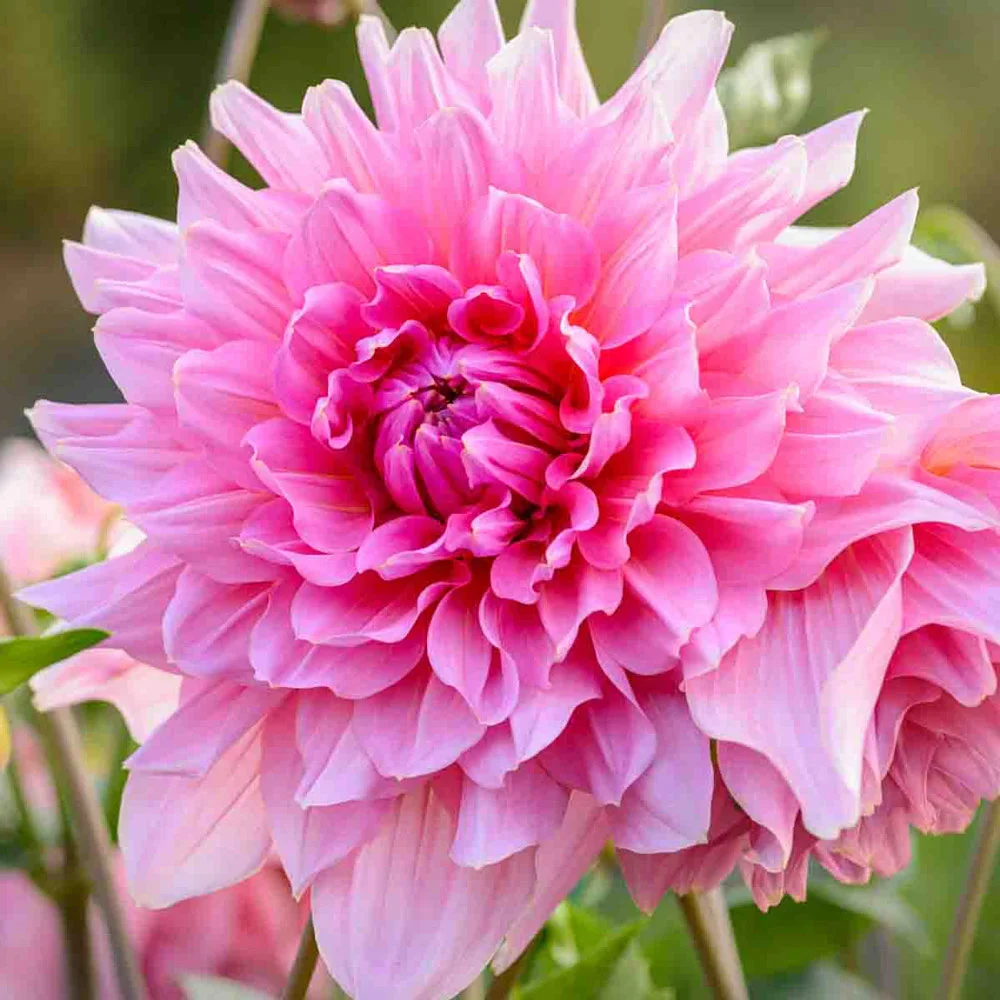 Giant Dinnerplate Dahlia Otto's Thrill - Image 3