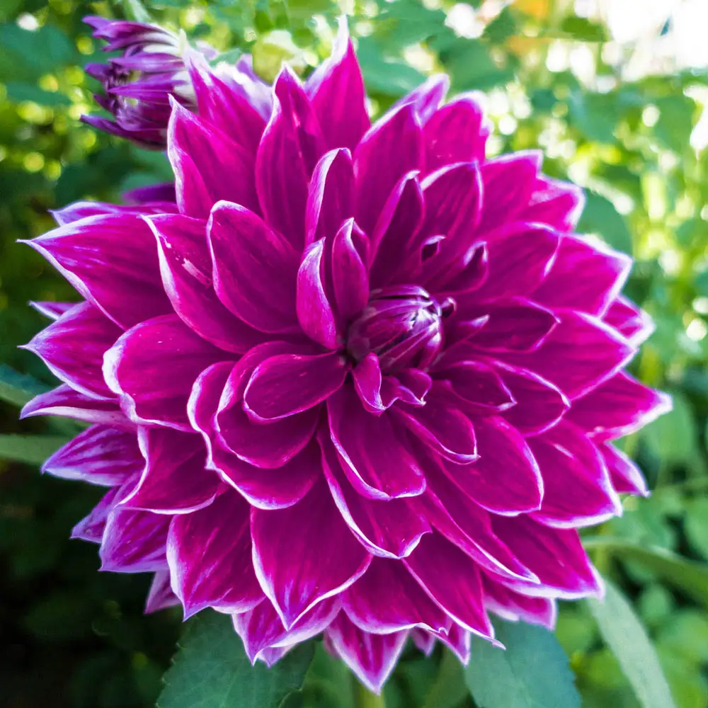 Dinnerplate Dahlia Pramie 18 - Image 2