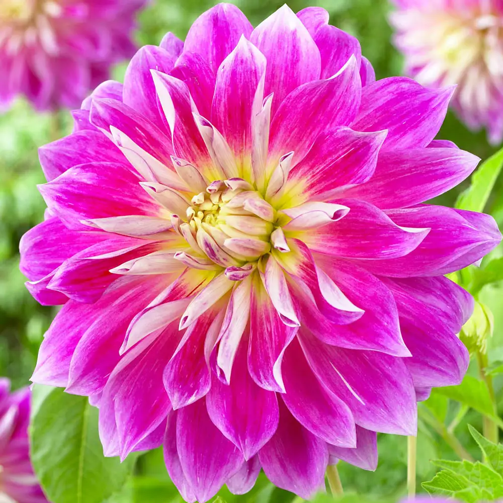 Dinnerplate Dahlia Purple Explosion
