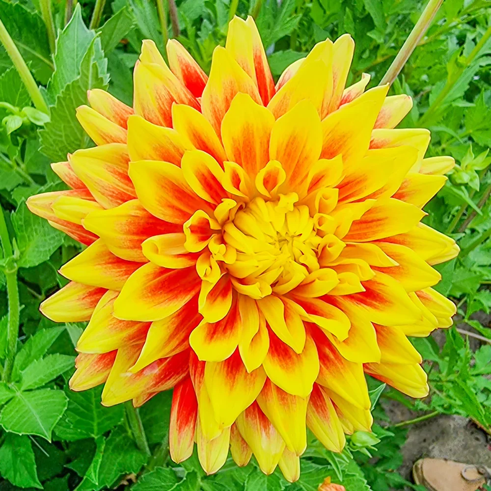 Dinnerplate Dahlia Sun Explosion