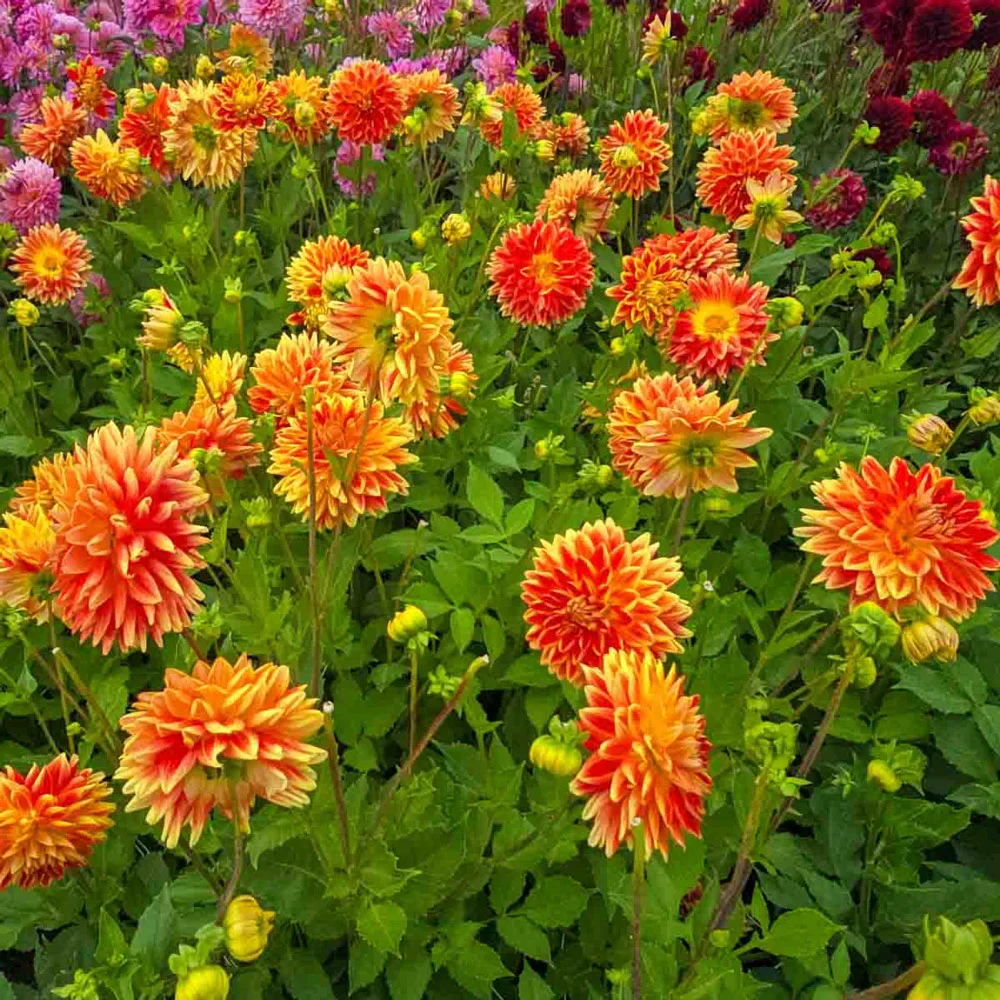 Dinnerplate Dahlia Sun Explosion - Image 4