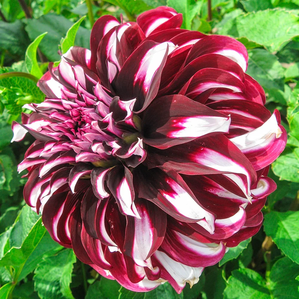 Giant Dinnerplate Dahlia Tartan - Image 2