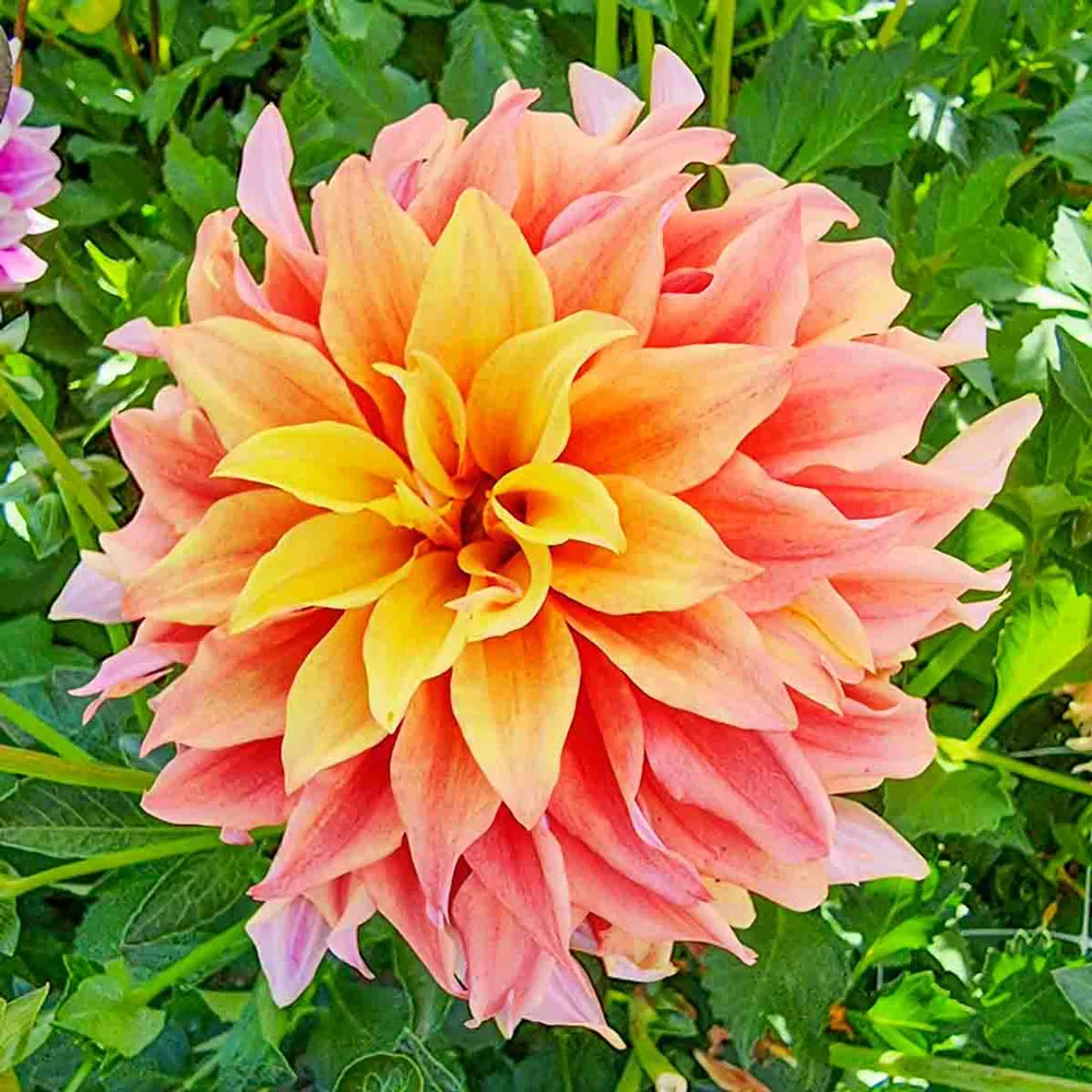 Dinnerplate Dahlia Tyrell - Image 2