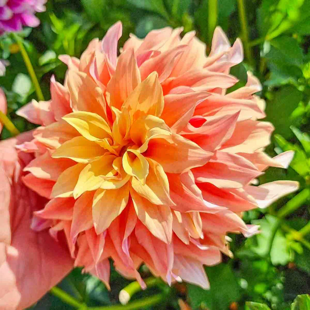 Dinnerplate Dahlia Tyrell - Image 3