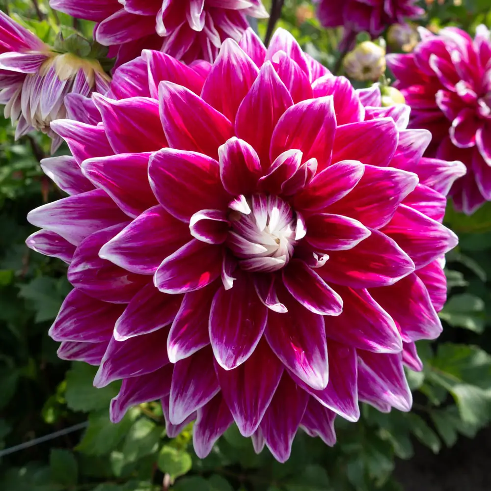 Dinnerplate Dahlia Uncle B. - Image 2