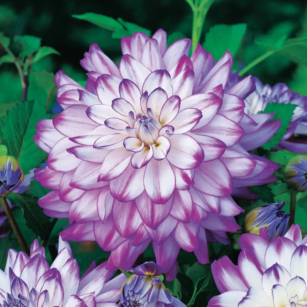 Dinnerplate Dahlia Who Dun It