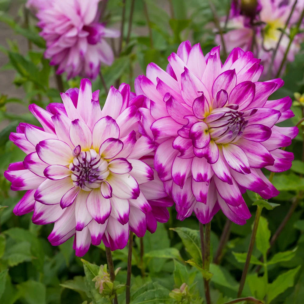 Dinnerplate Dahlia Who Dun It - Image 3