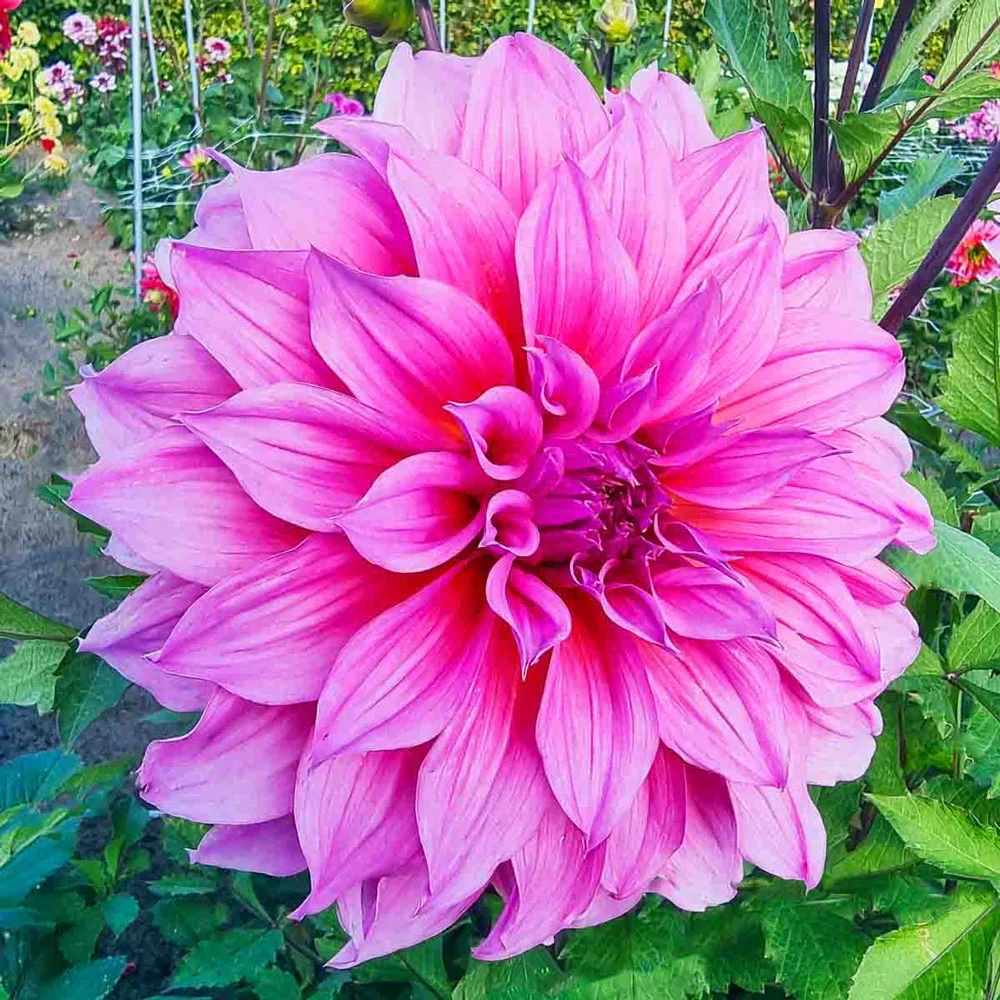 Dinnerplate Dahlia Arthur Hambley - Image 2