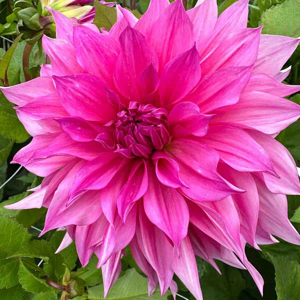Dinnerplate Dahlia Café au Lait Rosé - Image 3
