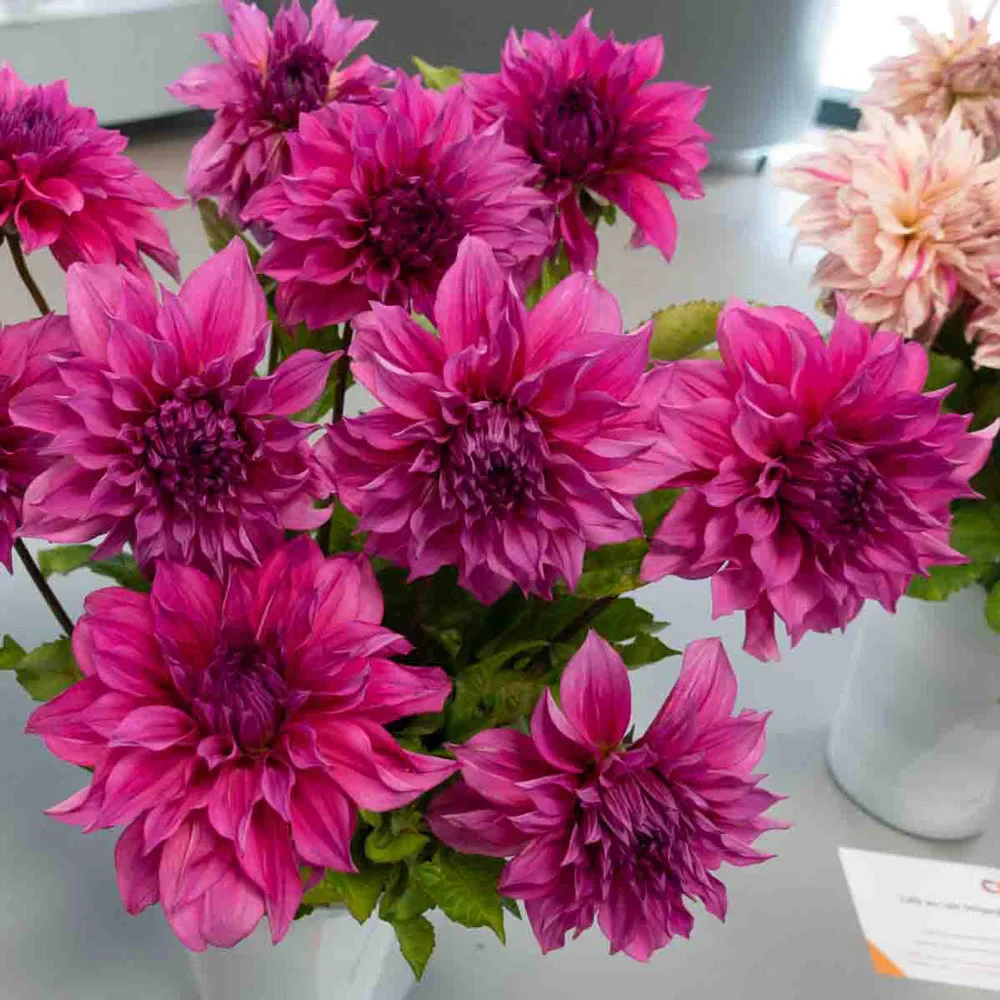 Dinnerplate Dahlia Café au Lait Rosé - Image 4