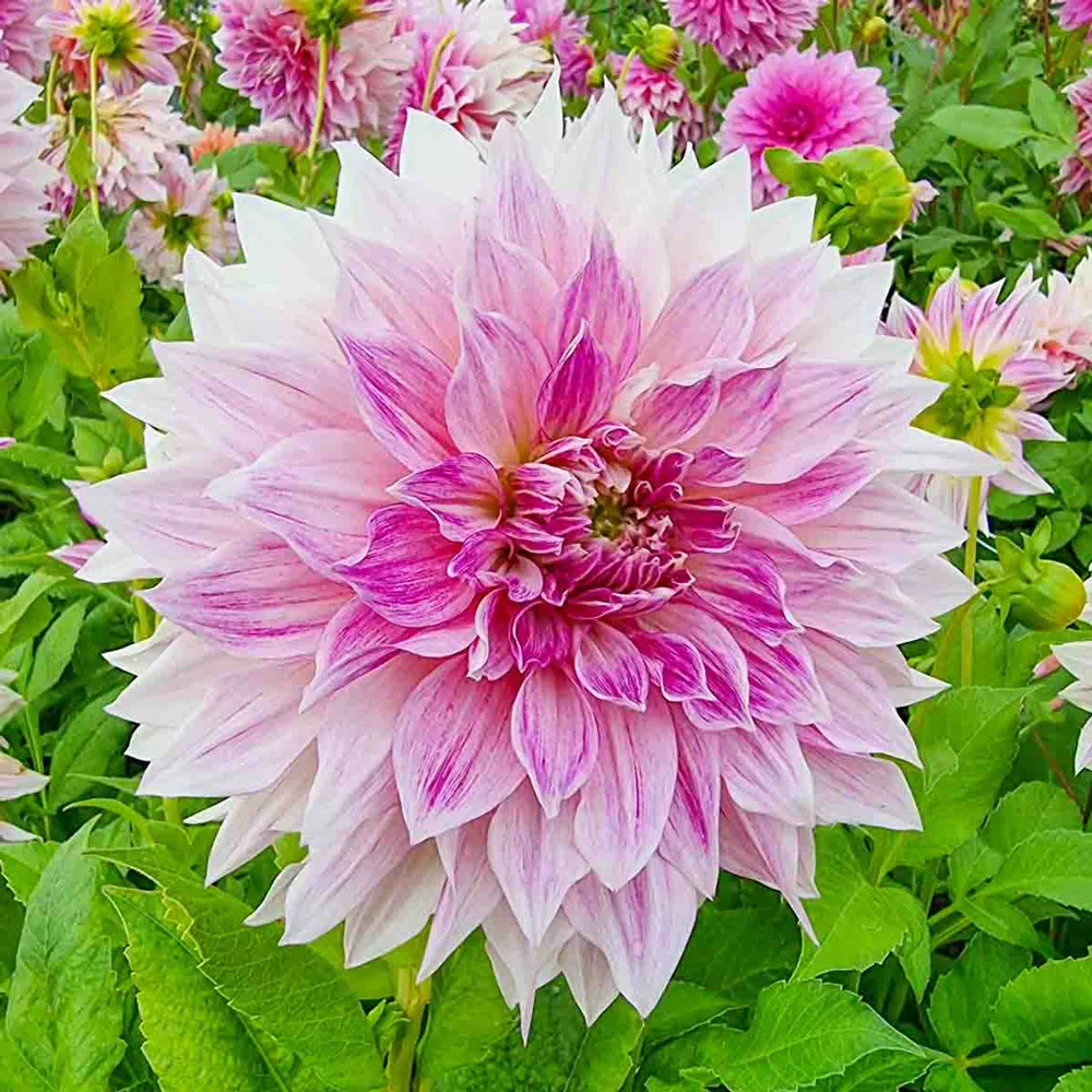 Dinnerplate Dahlia Café au Lait Royal - Image 2