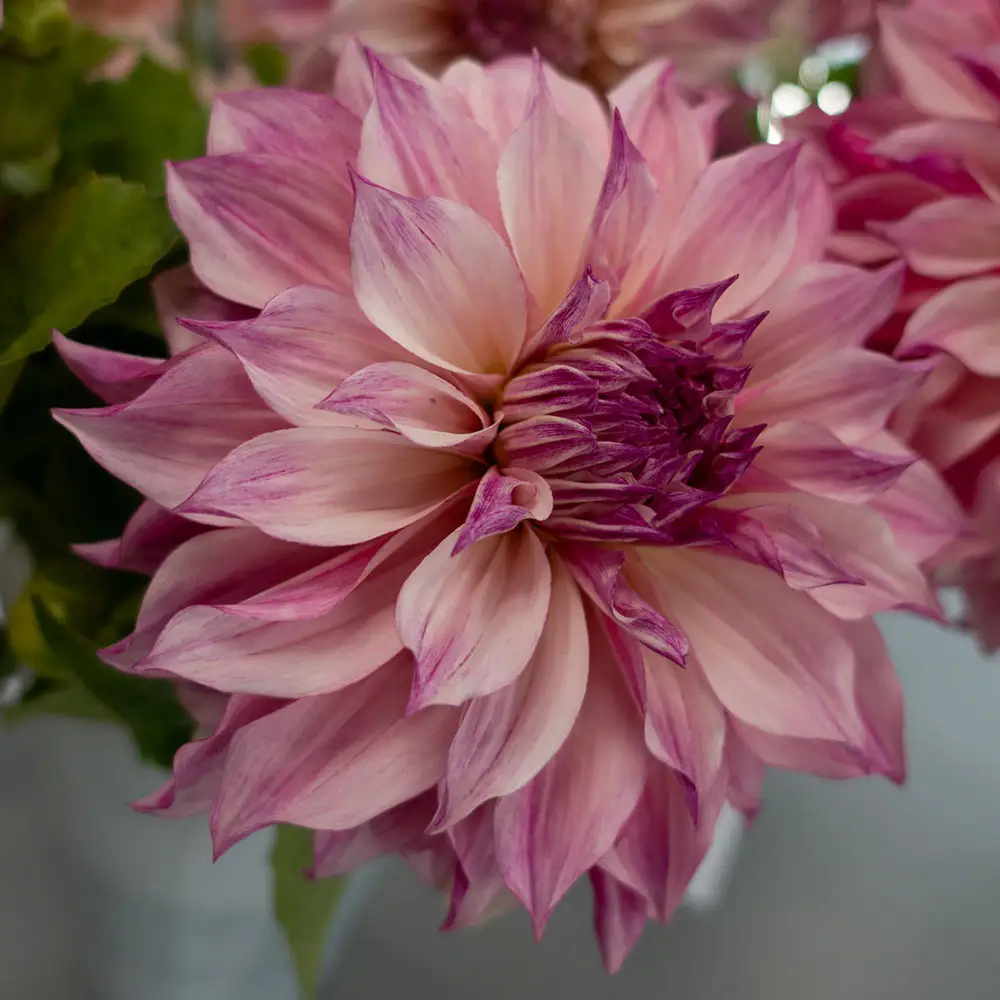 Dinnerplate Dahlia Café au Lait Royal - Image 3