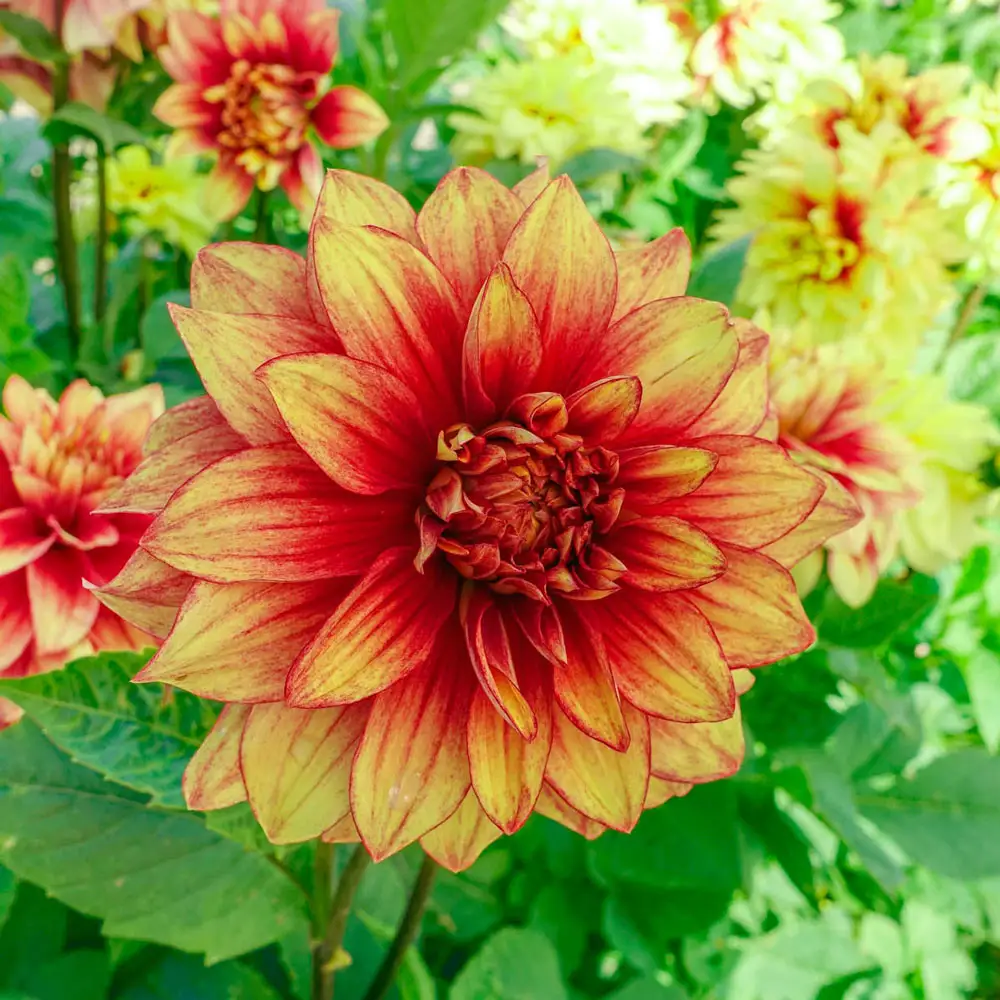 Dinnerplate Dahlia Dazzling Sun - Image 3