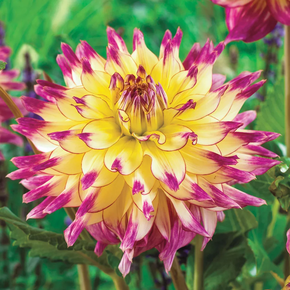 Dinnerplate Dahlia Spoiled Rotten