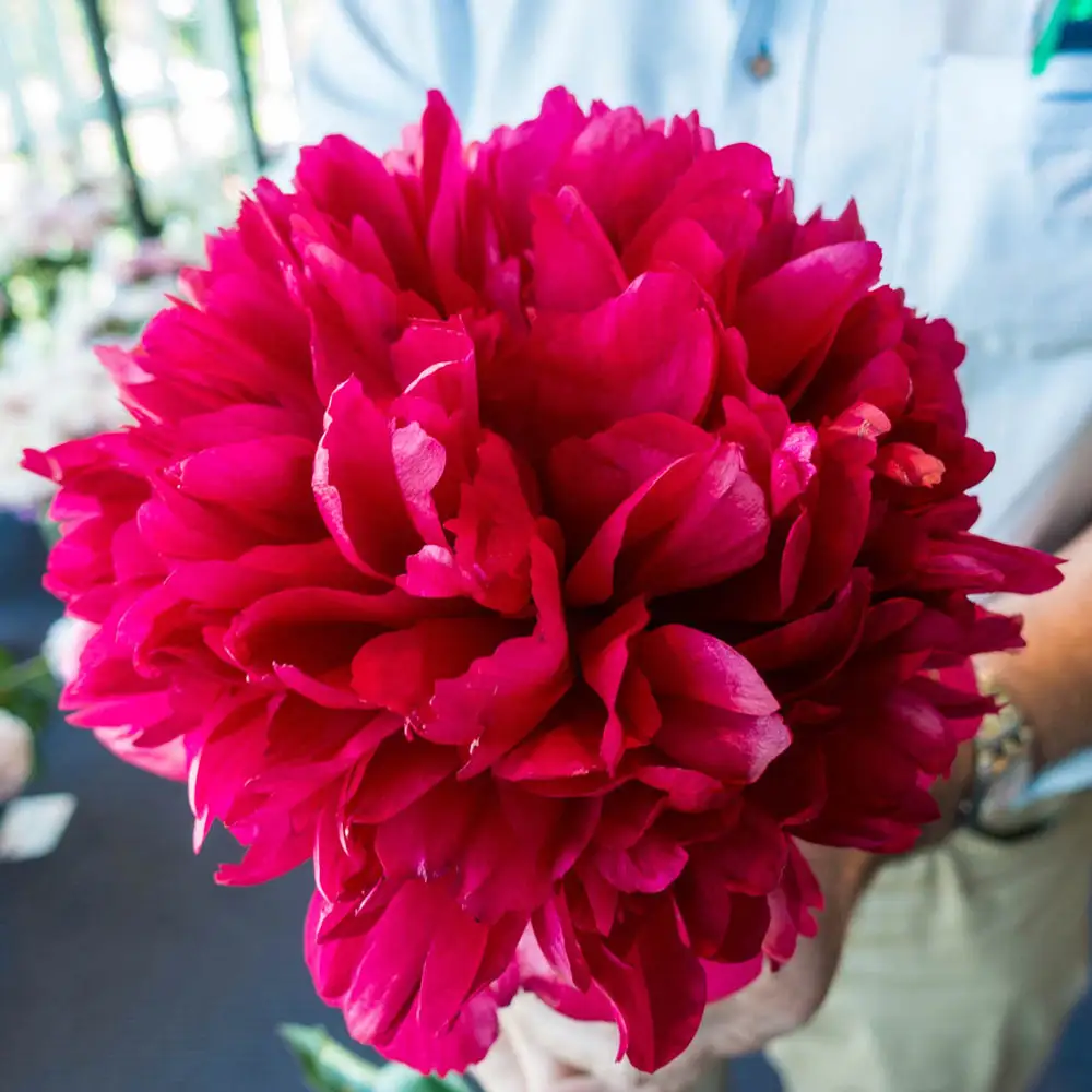 Dinnerplate Peony Command Performance - Image 2