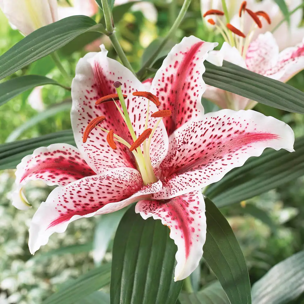Oriental Lily Dizzy - Image 2