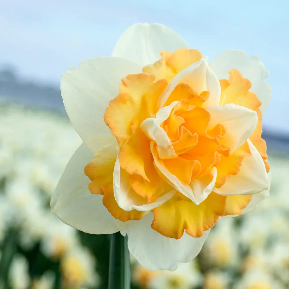 Double Daffodil Golden Pearl - Image 2